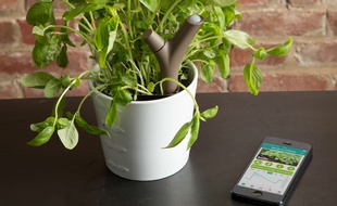 Le Florwer Power de Parrot indique si la plante a soif, besoin de lumière, ou d'engrais.